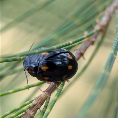 Paropsisterna octosignata (Eucalyptus leaf beetle) at Holder, ACT - 28 Nov 2024 by Miranda