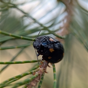 Paropsisterna octosignata at Holder, ACT - 28 Nov 2024