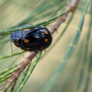 Paropsisterna octosignata at Holder, ACT - 28 Nov 2024