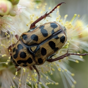 Neorrhina punctata at Holder, ACT - 28 Nov 2024