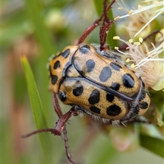 Neorrhina punctata at Holder, ACT - 28 Nov 2024