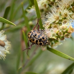 Neorrhina punctata at Holder, ACT - 28 Nov 2024