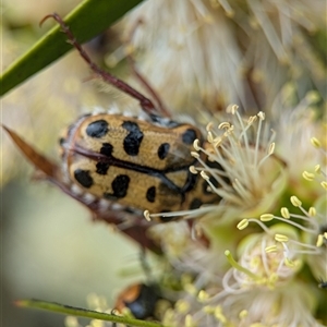 Neorrhina punctata at Holder, ACT - 28 Nov 2024