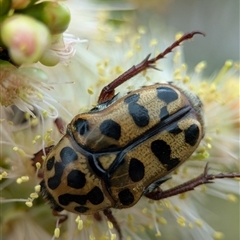 Neorrhina punctata at Holder, ACT - 28 Nov 2024