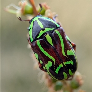 Eupoecila australasiae at Holder, ACT - 28 Nov 2024 12:52 PM