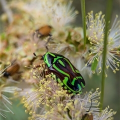 Eupoecila australasiae at Holder, ACT - 28 Nov 2024 12:52 PM