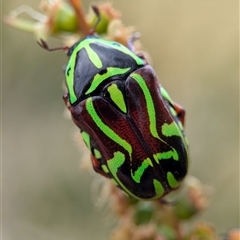 Eupoecila australasiae at Holder, ACT - 28 Nov 2024 12:52 PM