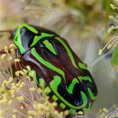 Eupoecila australasiae at Holder, ACT - 28 Nov 2024