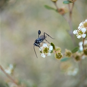 Evaniidae (family) at Holder, ACT - 28 Nov 2024 12:47 PM