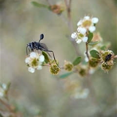 Evaniidae (family) at Holder, ACT - 28 Nov 2024 12:47 PM