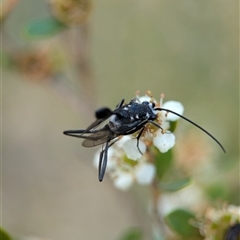 Evaniidae (family) at Holder, ACT - 28 Nov 2024 12:47 PM