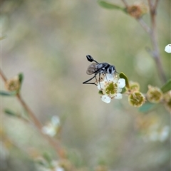 Evaniidae (family) at Holder, ACT - 28 Nov 2024 12:47 PM