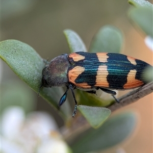 Castiarina sexplagiata at Holder, ACT - 28 Nov 2024