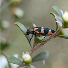 Castiarina sexplagiata at Holder, ACT - 28 Nov 2024