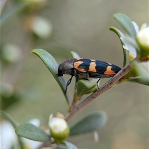 Castiarina sexplagiata at Holder, ACT - 28 Nov 2024