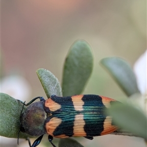 Castiarina sexplagiata at Holder, ACT - 28 Nov 2024