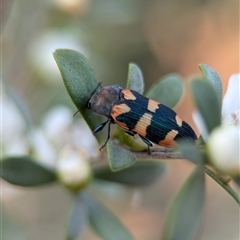 Castiarina sexplagiata at Holder, ACT - 28 Nov 2024