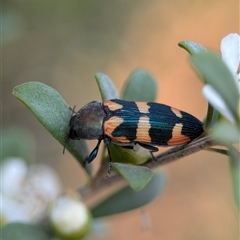 Castiarina sexplagiata at Holder, ACT - 28 Nov 2024