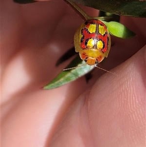 Paropsisterna gloriosa at Monga, NSW - 28 Nov 2024