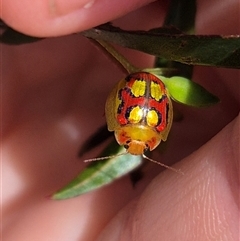 Paropsisterna gloriosa at Monga, NSW - 28 Nov 2024