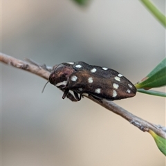 Diphucrania duodecimmaculata (12-spot jewel beetle) at Holder, ACT - 28 Nov 2024 by Miranda