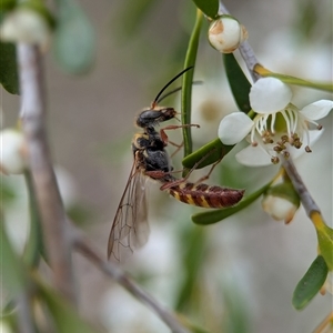 Agriomyia sp. (genus) (Yellow flower wasp) at Holder, ACT by Miranda