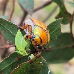 Anoplognathus sp. (genus) (Unidentified Christmas beetle) at Monga, NSW - 28 Nov 2024 by clarehoneydove