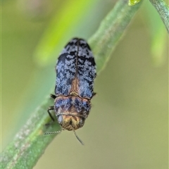 Diphucrania trimentula at Holder, ACT - 28 Nov 2024 by Miranda