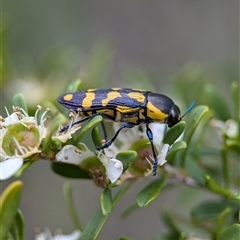 Castiarina octospilota (A Jewel Beetle) at Holder, ACT - 28 Nov 2024 by Miranda