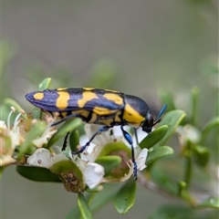 Castiarina octospilota at Holder, ACT - 28 Nov 2024 01:16 PM