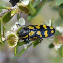 Castiarina octospilota at Holder, ACT - 28 Nov 2024 01:16 PM