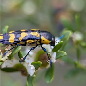 Castiarina octospilota at Holder, ACT - 28 Nov 2024 01:16 PM