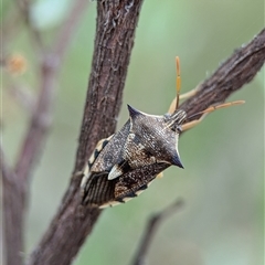 Oechalia schellenbergii (Spined Predatory Shield Bug) at Holder, ACT - 28 Nov 2024 by Miranda