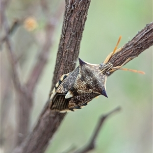 Oechalia schellenbergii at Holder, ACT - 28 Nov 2024