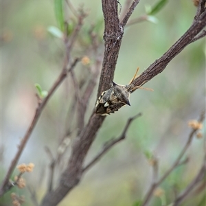 Oechalia schellenbergii at Holder, ACT - 28 Nov 2024