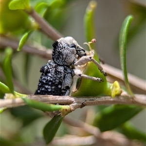 Aades cultratus at Coombs, ACT - 28 Nov 2024 01:25 PM