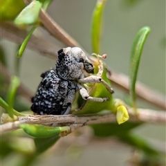 Aades cultratus at Coombs, ACT - 28 Nov 2024 01:25 PM