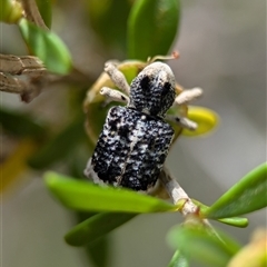 Aades cultratus at Coombs, ACT - 28 Nov 2024 01:25 PM