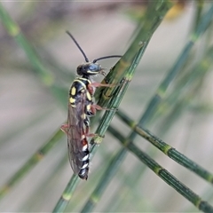 Aeolothynnus sp. (genus) (A flower wasp) at Holder, ACT - 28 Nov 2024 by Miranda