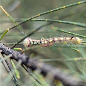 Lasiocampidae (family) immature (Lappet & Snout Moths) at Holder, ACT by Miranda