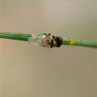 Lamprolonchaea brouniana (Metallic green tomato fly) at Holder, ACT - 28 Nov 2024 by Miranda