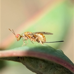 Megastigmus sp. (genus) (Parasitic wasp) at Holder, ACT - 28 Nov 2024 by Miranda