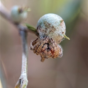 Dolophones sp. (genus) at Holder, ACT - 28 Nov 2024 01:52 PM