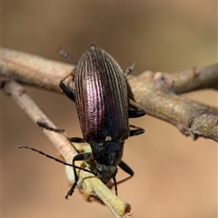 Homotrysis scutellaris (Darkling beetle) at Holder, ACT - 28 Nov 2024 by Miranda