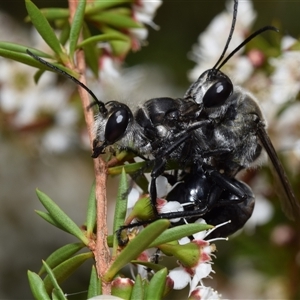 Sphex sp. (genus) at Jerrabomberra, NSW - 28 Nov 2024