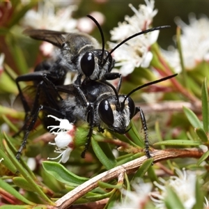 Sphex sp. (genus) at Jerrabomberra, NSW - 28 Nov 2024