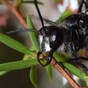 Sphex sp. (genus) at Jerrabomberra, NSW - 28 Nov 2024