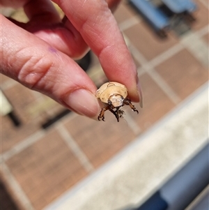 Anoplognathus pallidicollis at Belconnen, ACT - 28 Nov 2024 10:29 AM