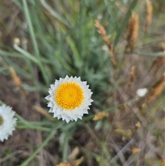 Ammobium alatum (Winged Everlasting) at Monga, NSW - 28 Nov 2024 by clarehoneydove