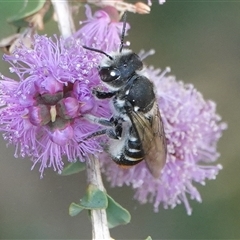 Megachile ferox (Resin bee) at Hall, ACT - 28 Nov 2024 by Anna123